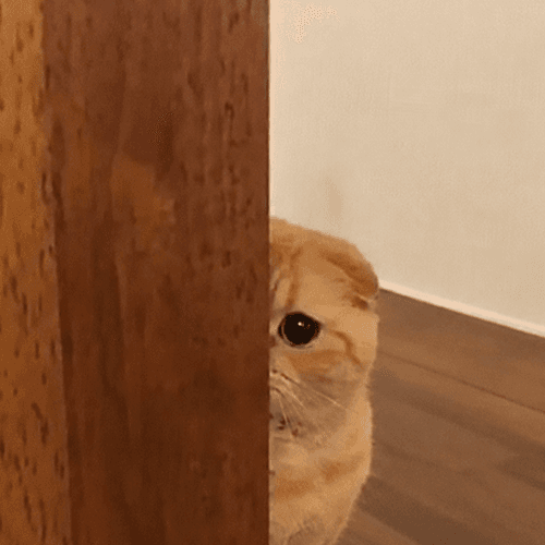 Privacy Cat